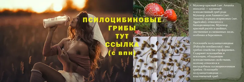 Галлюциногенные грибы Psilocybine cubensis  Советская Гавань 